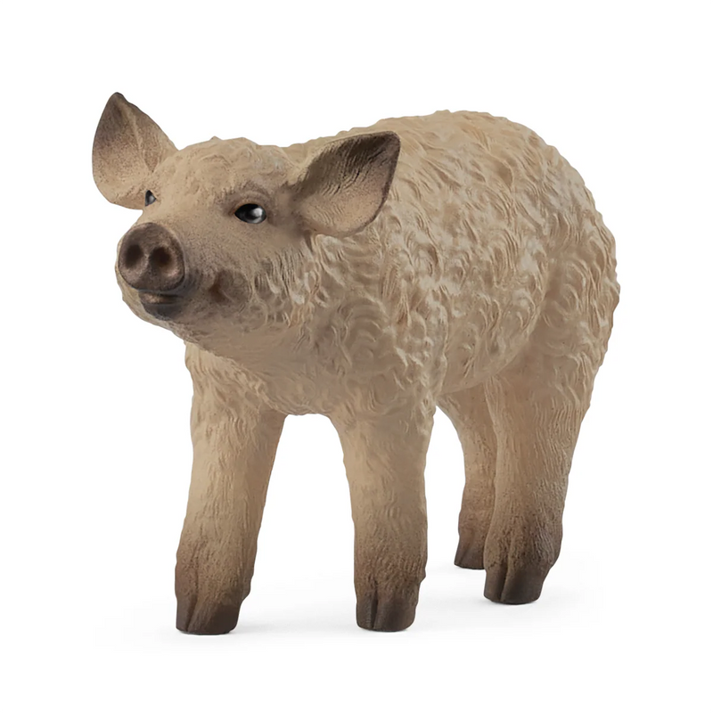 BG14893 Mangalica Piglet