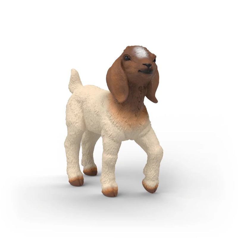 BG14930 Boer Goat Kid