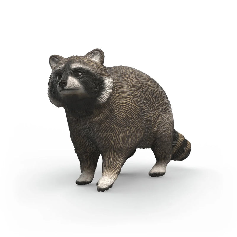 BG14937 Raccoon