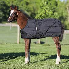 TK19225-38"-45"-Black Winter Maxim Foal & Mini 200 gm