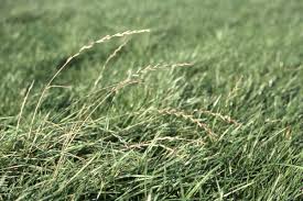 SDRYE-Elunaria Annual Ryegrass 25kg Bag
