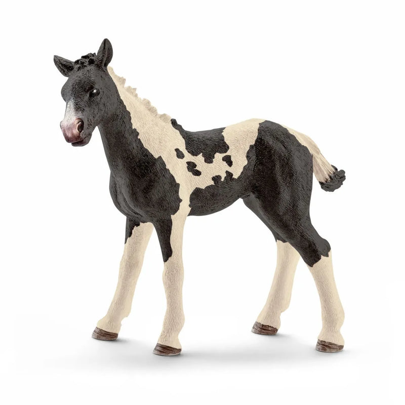 BG13803 Pinto Foal