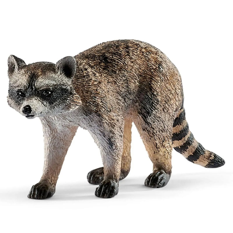 BG14828 Racoon