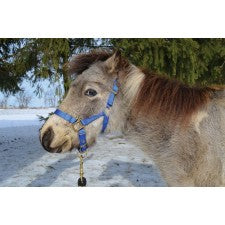 TK2922 Halter Mini-Hamilton/Big D