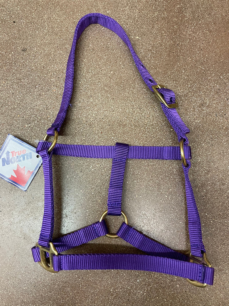 TKNH3209 Halter Nylon Economy Hardware - Mini