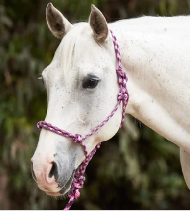 TK9713--Pk/Purpl Reinsman - Diamond Rope Halter & Shank