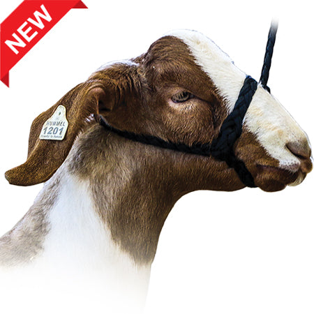 ACHFBH--Black Halter Hummel Flat Braid Sheep/Goat