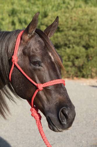 TKHHR--Red Ranch Hand Halter w/Lead