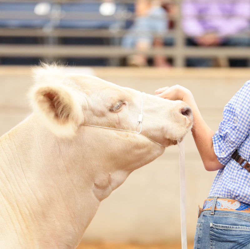 ACPHAN2-Large-White Halter Phantom w/ Ghost Grip