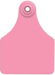 ACFLXCALF1-Large-Pink Allflex Tags Blank 25/pkg