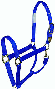 TKLH50-915--Blue Halter Nylon Premium Large Horse