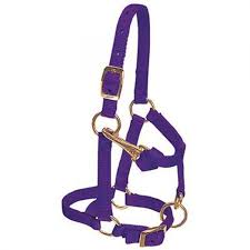 TK292847--Purple Halter Miniature Horse