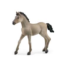 BG13949 Criollo Definitivo Foal