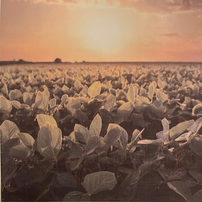 CLRL-36"-0712 Ranch-Life Wild Rags 100% Silk