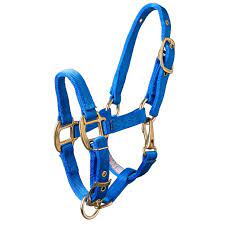 TK292847--Blue Halter Miniature Horse