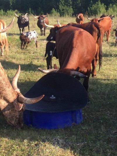 Fly & Mosquito Control in your Cattle