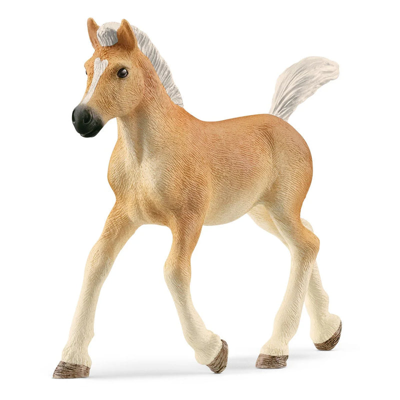 BG13951 Haflinger Foal