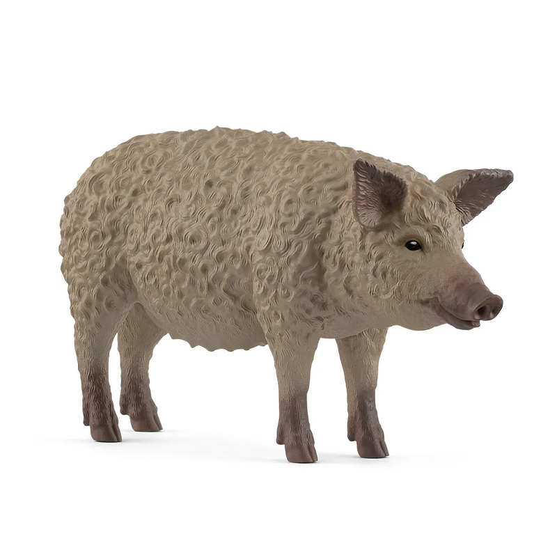 BG14892 Mangalica Pig