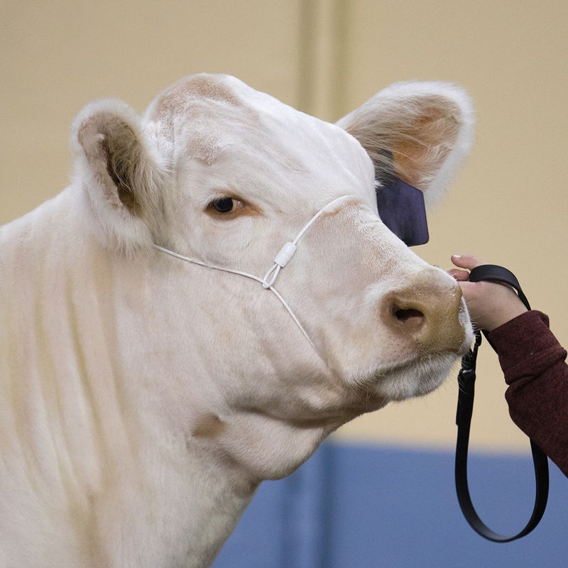 ACSHCH-L-White Halter Cable Strong Hold