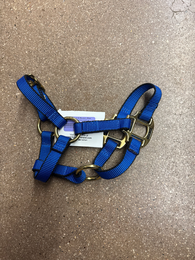 TKTBWHMIMHY-Blue-Foal Halter Ultimate Foal Burwash