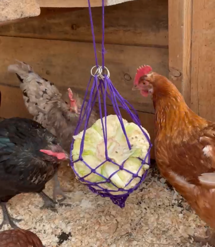 PSSS3126 Hanging Chicken Feeder - Asst'd Colours