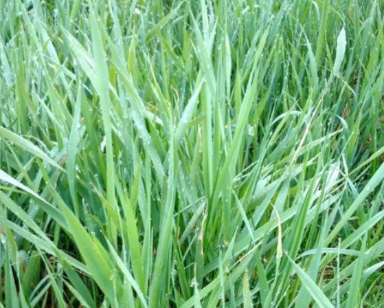 SDAACBROME-Coated AAC Maximus Bromegrass Coated - 25 kg.