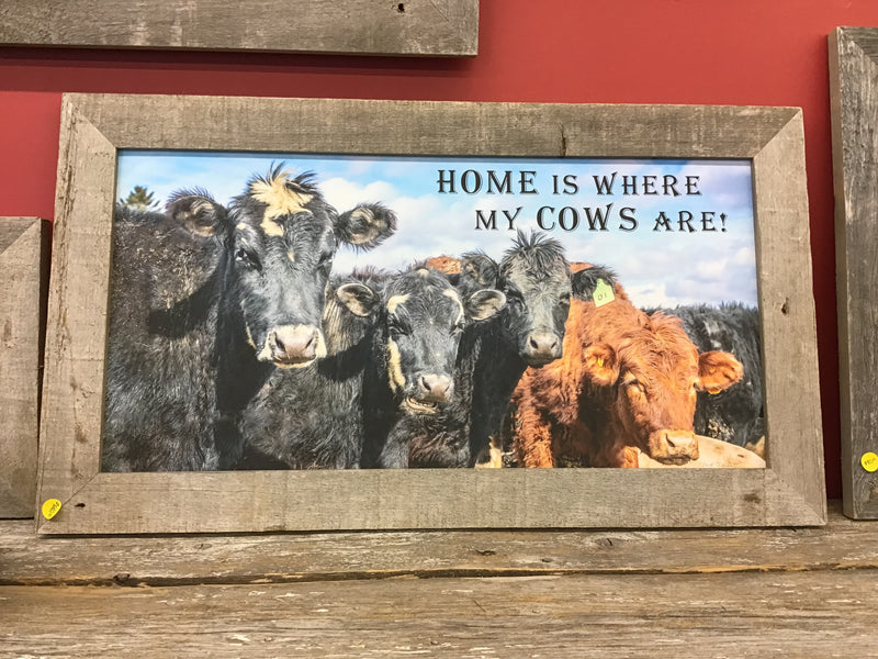 BG47968 Four Cows Close up "Home is Where my Cows are"