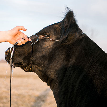 ACSHCH-L-Black Halter Cable Strong Hold