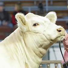 ACSHCH Halter Cable Strong Hold