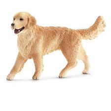 BG16395 Golden Retriever, Female