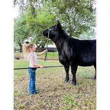 ACHUSL Heads Up Show Lead Stick