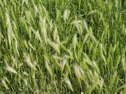 SDFOX Creeping Foxtail (coated) 25kg Bag