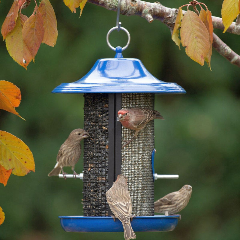 HG851031D Cobalt Twin Dual Chamber Metal Screen Bird Feeder