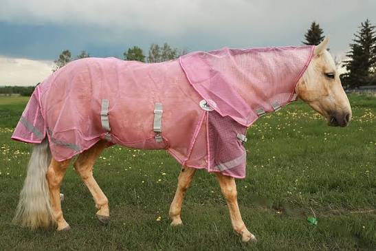 TKBUZZOFF-Pink Alliance Equine Buzz Off Fly Sheet