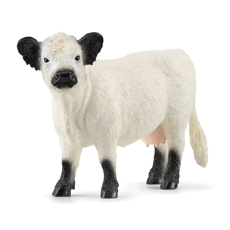 BG13960 Galloway Cow