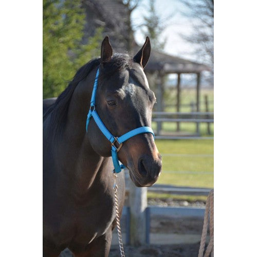 TK292850--Blue Nylon Halter 1" "Signature"