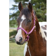 TK292850--Purple Nylon Halter 1" "Signature"