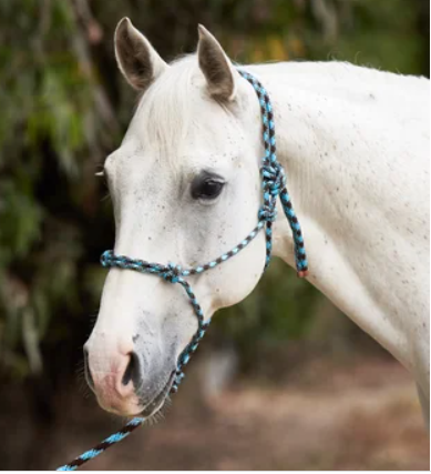 TK9713--Blu/Choc Reinsman - Diamond Rope Halter & Shank