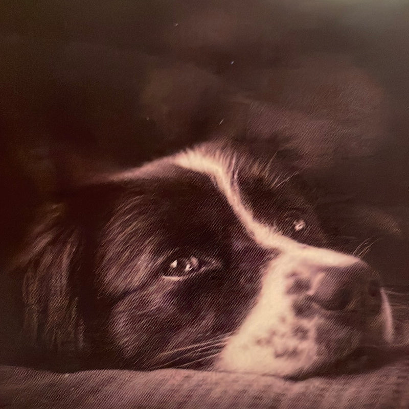 CLRL2-36"-1014 Ranch-Life Wild Rags 100% Silk