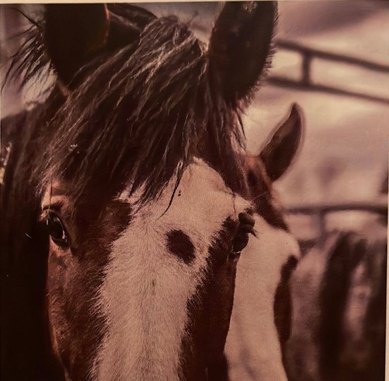 CLRL-36"-0210 Ranch-Life Wild Rags 100% Silk