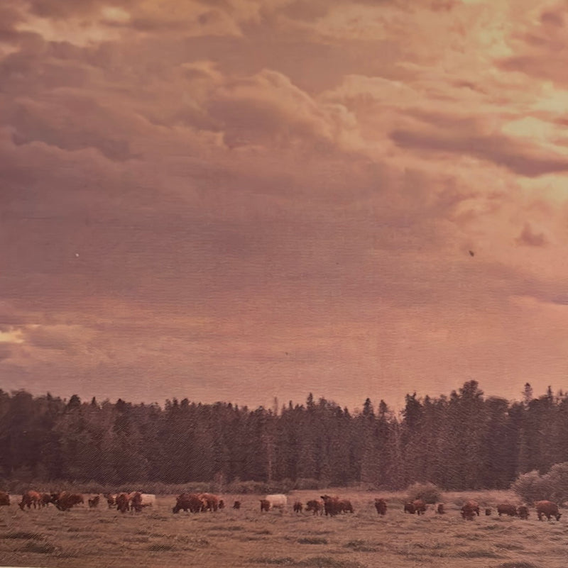 CLRL-36"-0321 Ranch-Life Wild Rags 100% Silk