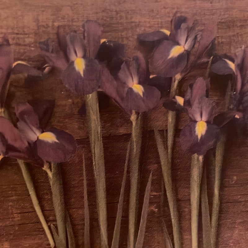 CLRL-36"-1523 Ranch-Life Wild Rags 100% Silk