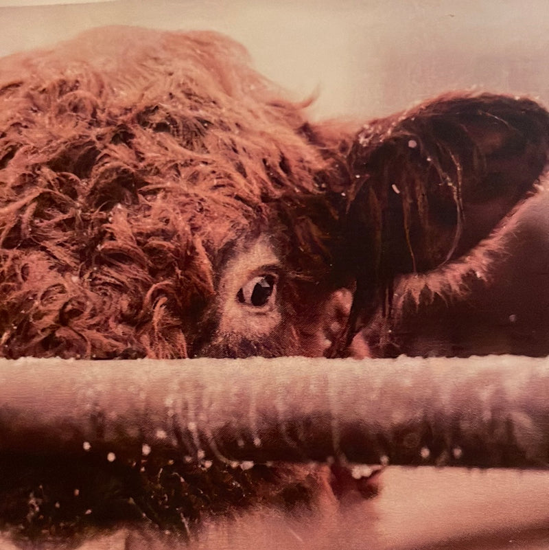 CLRL-36"-0318 Ranch-Life Wild Rags 100% Silk