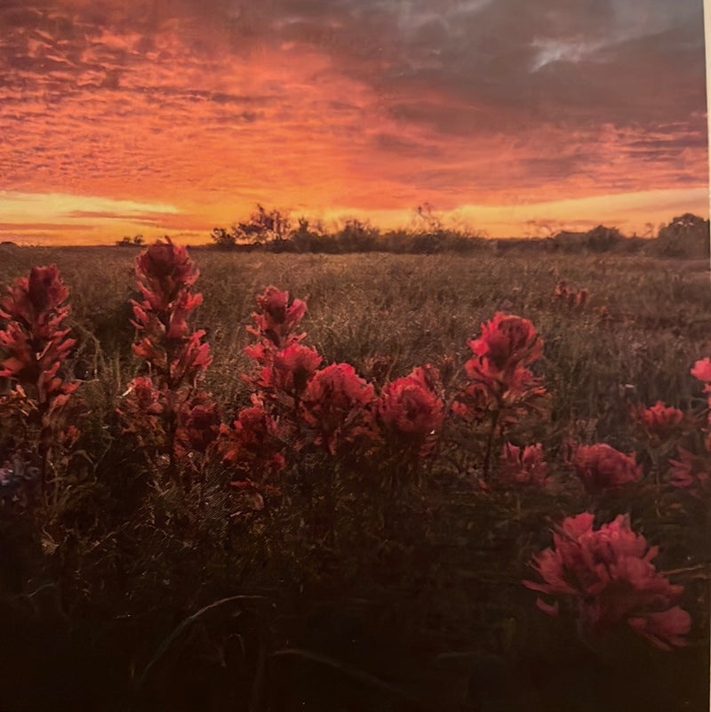 CLRL-36"-1527 Ranch-Life Wild Rags 100% Silk